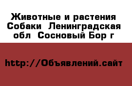 Животные и растения Собаки. Ленинградская обл.,Сосновый Бор г.